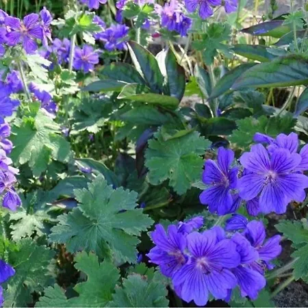 Vallum House 3* Carlisle (Cumbria)